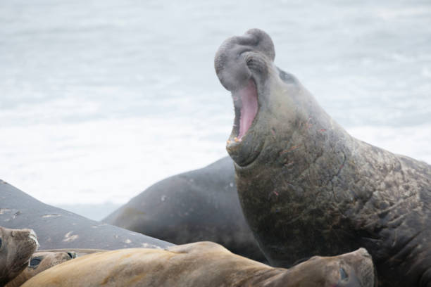 istock Antartica Wild life 971816284