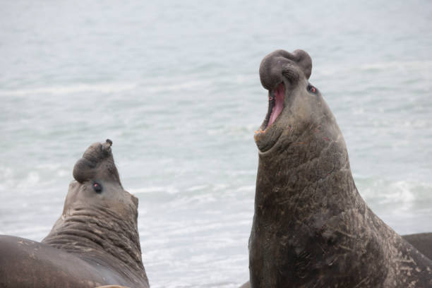 istock Antartica Wild life 971816300