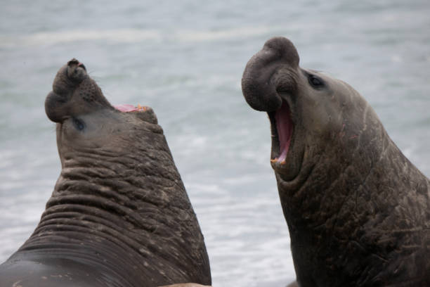 istock Antartica Wild life 971816304
