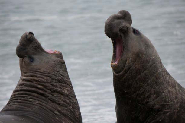 istock Antartica Wild life 971816314