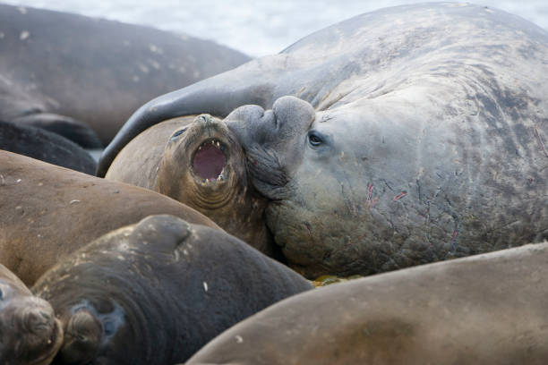 istock Antartica Wild life 971816374