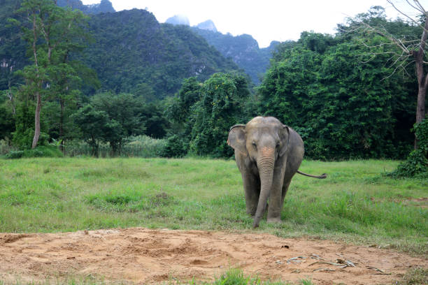 istock Asiatic elephant in the wild with forest and mountain background 971816664