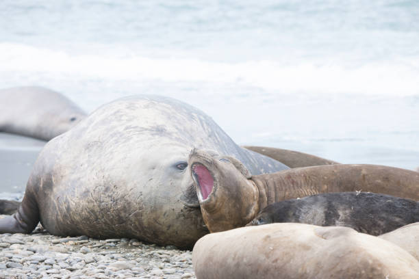 istock Seal beach of antartica 971816862