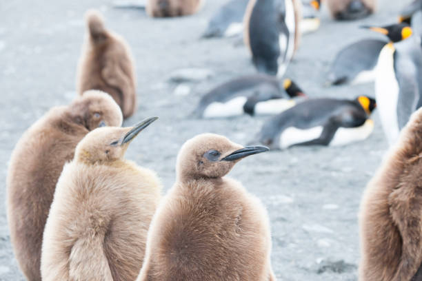 istock Seal beach of antartica 971816874