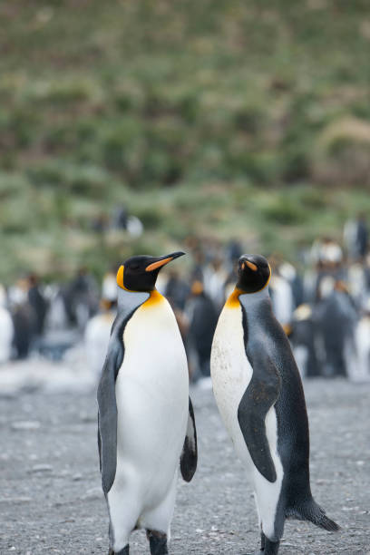 istock Seal beach of antartica 971816876