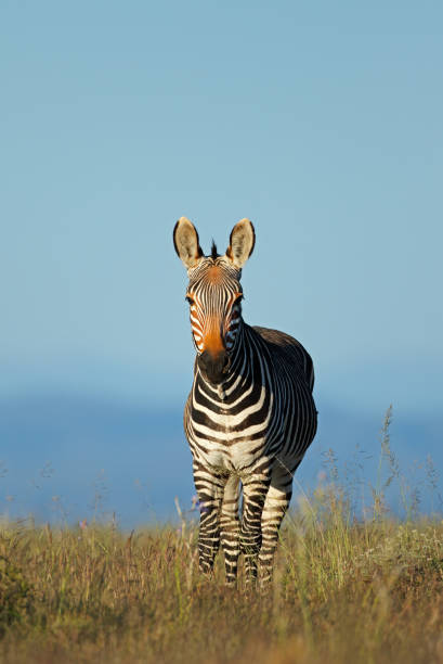 istock Cape mountain zebra in grassland 971816918