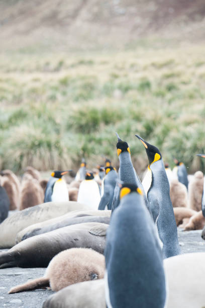istock Seal beach of antartica 971816926