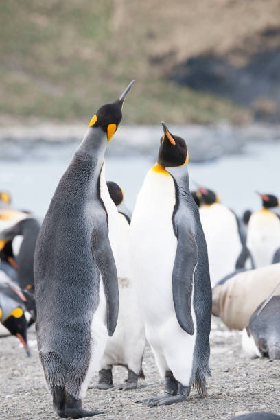 istock Seal beach of antartica 971816948