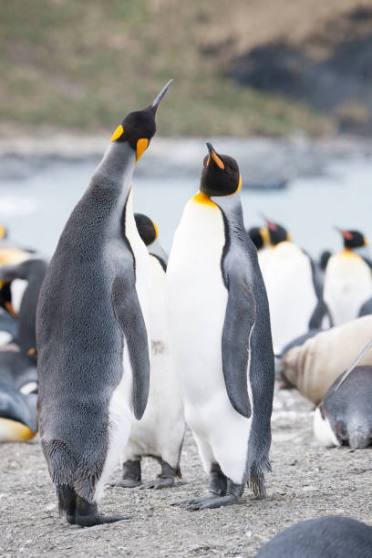 istock Seal beach of antartica 971816950
