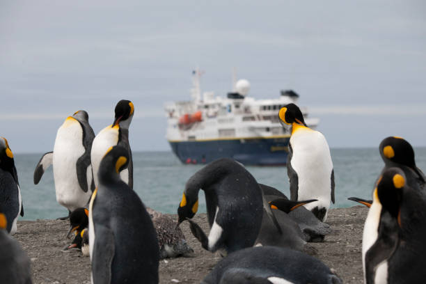istock Seal beach of antartica 971816974