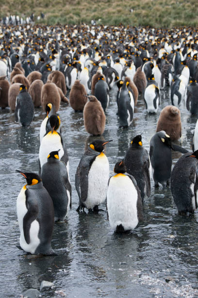 istock Seal beach of antartica 971816986