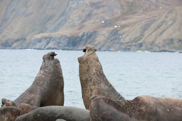 istock Seal beach of antartica 971817052