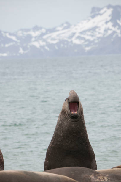 istock Antartica wildlife 971819584