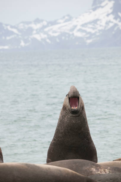 istock Antartica wildlife 971819590