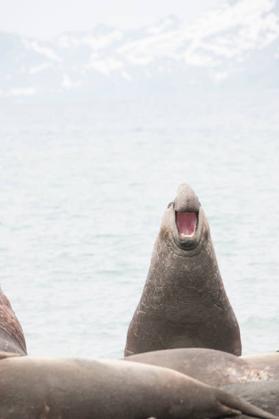 istock Antartica wildlife 971819592
