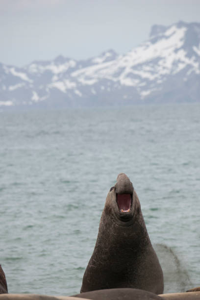 istock Antartica wildlife 971819596