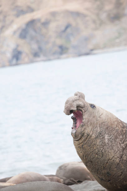 istock Antartica wildlife 971819608