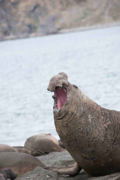 istock Antartica wildlife 971819610