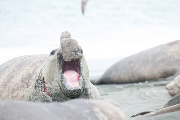 istock Antartica wildlife 971819636