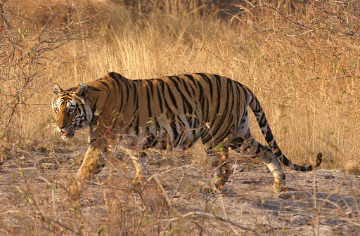 ranthambore national park, rajasthan, India - June 28, 2021 - wild bengal tiger standing surrounded by safari vehicles gypsy crossing forest track excited wildlife lovers tourists people travellers