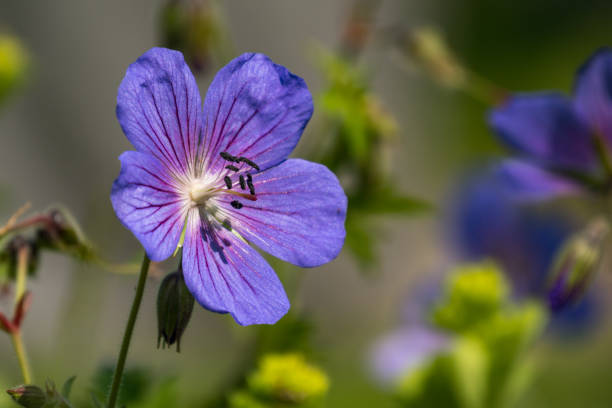 istock purple stork beak blossom 971822460