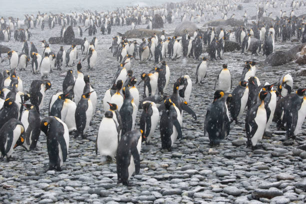 istock Wild life in the antarctic ocean 971822796
