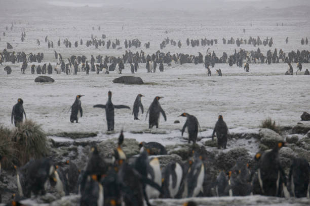 istock Wild life in the antarctic ocean 971822802