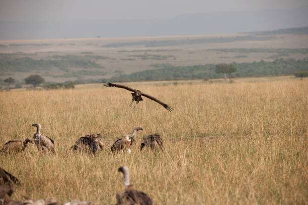 istock the African jungle 971827334