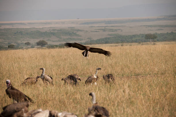 istock the African jungle 971827336