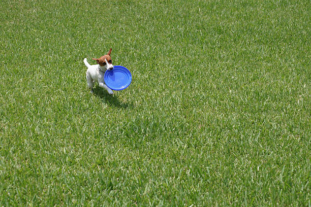 istock Jack Russell With Frisbee 97182741