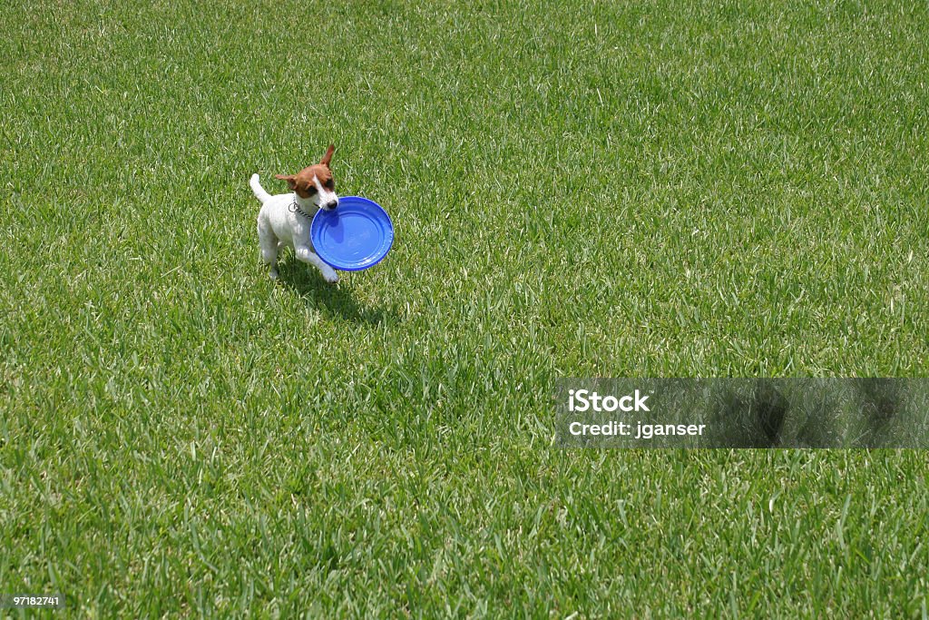 Jack Russell With Frisbee  Lap Dog Stock Photo