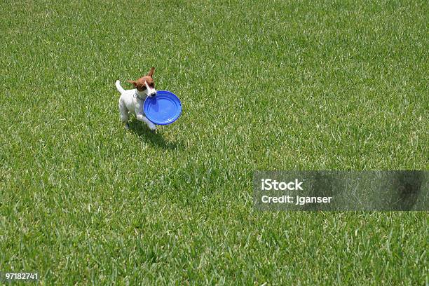 Jack Russell With Frisbee Stock Photo - Download Image Now - Lap Dog, Plastic Disc, Canine - Animal