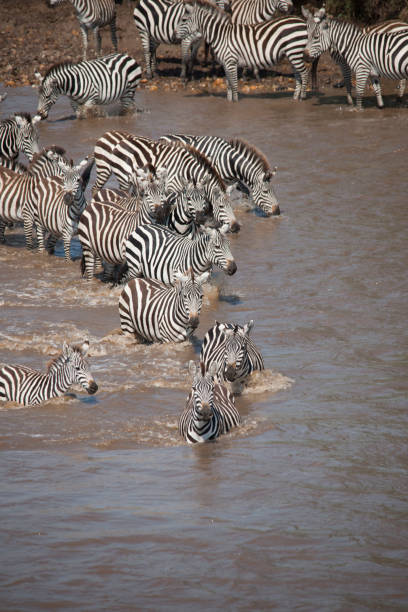 istock the African jungle 971827422