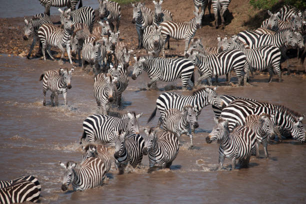 istock the African jungle 971827428