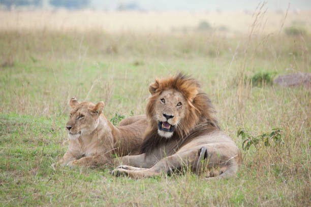 istock African jungle wild life 971827768