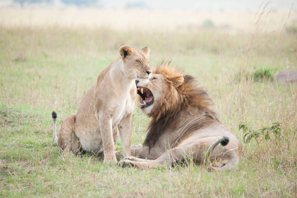 istock African jungle wild life 971827772