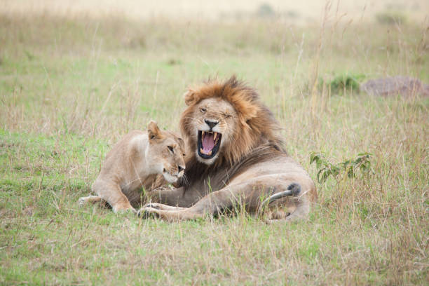 istock African jungle wild life 971827778