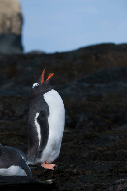 istock Antartica and its creatures and landscape 971830146
