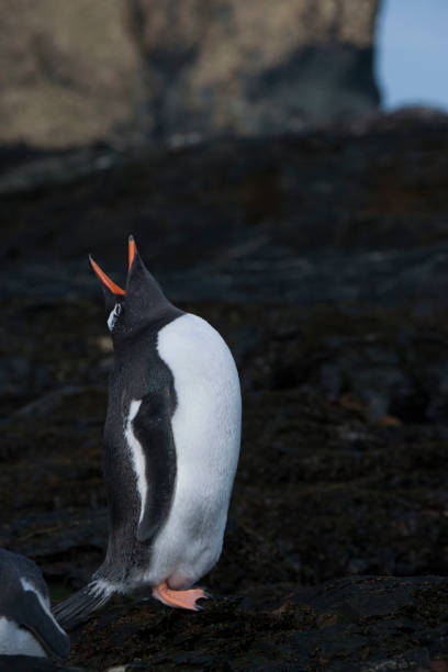 istock Antartica and its creatures and landscape 971830148