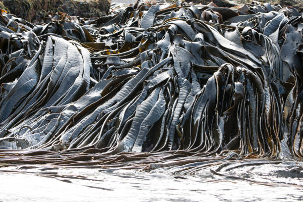 istock Antartica and its creatures and landscape 971830182