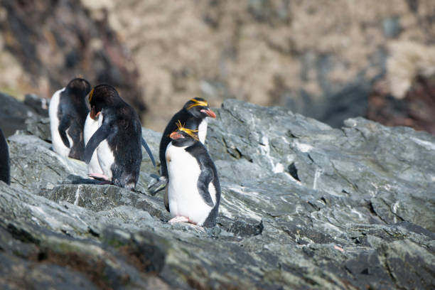 istock Antartica and its creatures and landscape 971830202