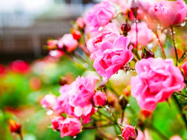 istock Rose garden on rainy day 971830234