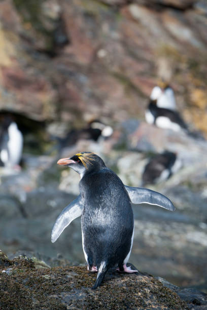 istock Antartica and its creatures and landscape 971830270