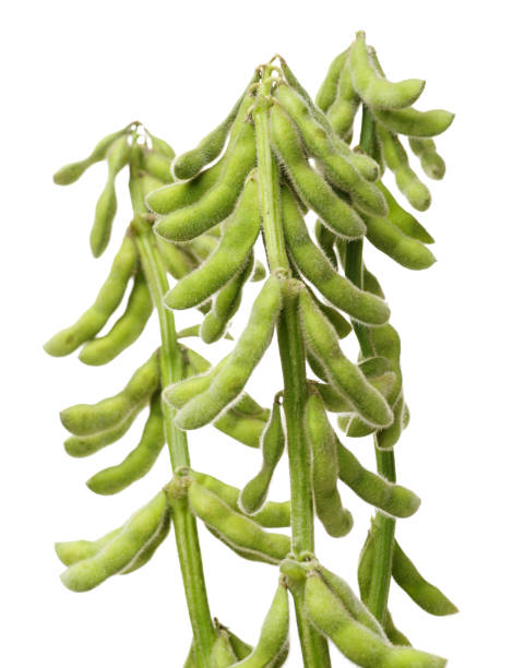 istock Fresh young soybean isolated on white background 971830380