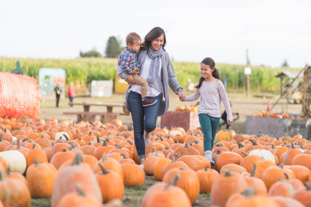 beautiful ethnic mom and her daughters at the pumpkin farm! - picking up imagens e fotografias de stock