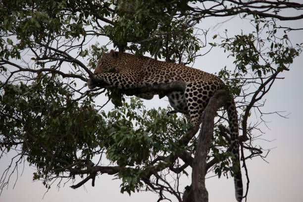 istock the African jungle 971837948