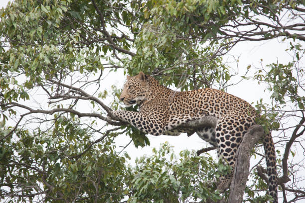 istock African jungle and its beasts 971838108
