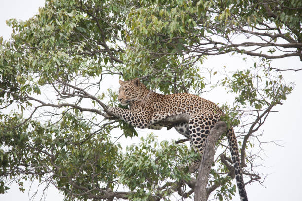 istock African jungle and its beasts 971838116