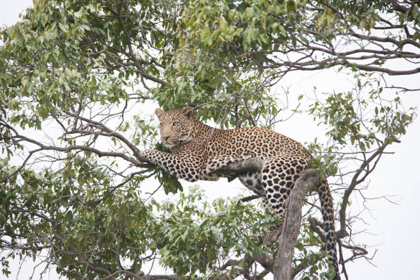 istock African jungle and its beasts 971838118