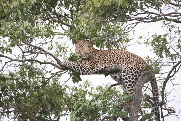 istock African jungle and its beasts 971838128